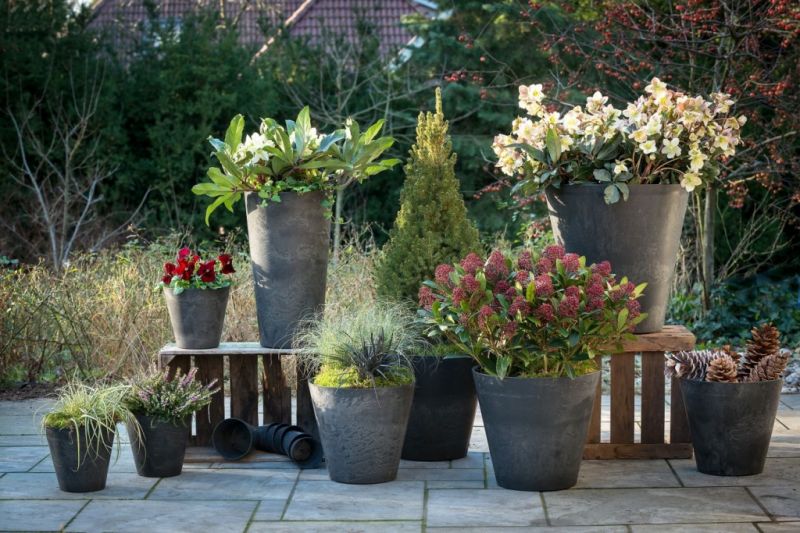 15x mooi wintergroen en verzorgingstips