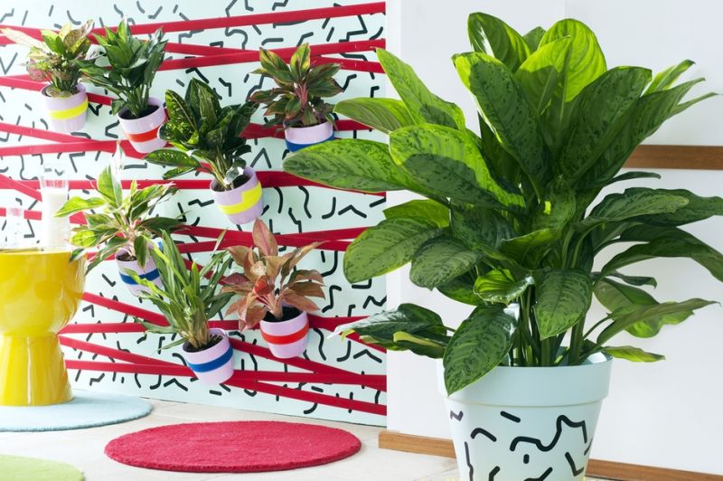 Woonplant van de maand oktober 2016: Aglaonema