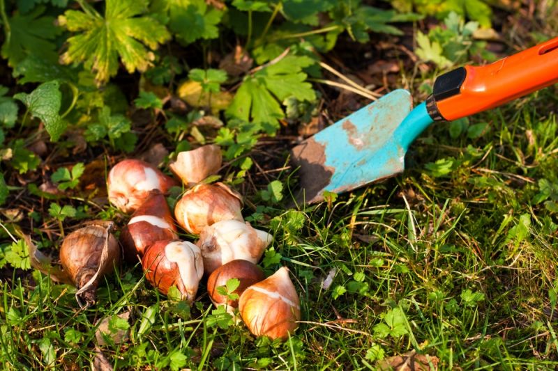 Bollen bestellen