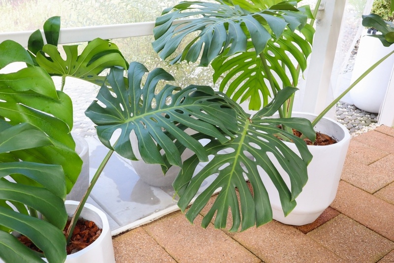 De beste tips voor een stralende Monstera