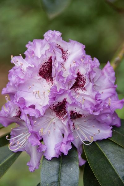 Gezien in de folder: rhododendrons!