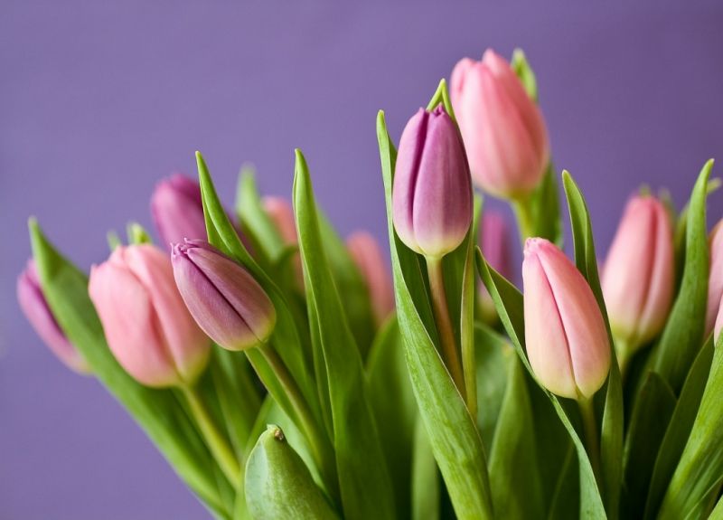 Nationale Tulpendag