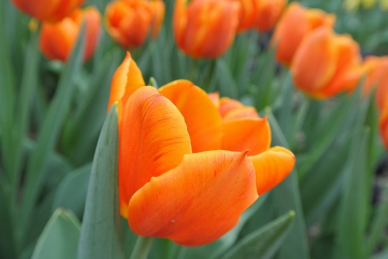 Oranje boven!