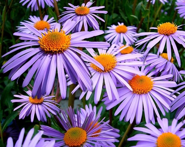 Sluit het tuinseizoen af met herfstasters