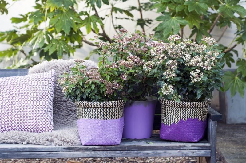 Tuinplant van de Maand februari: Sneeuwbal (Viburnum)