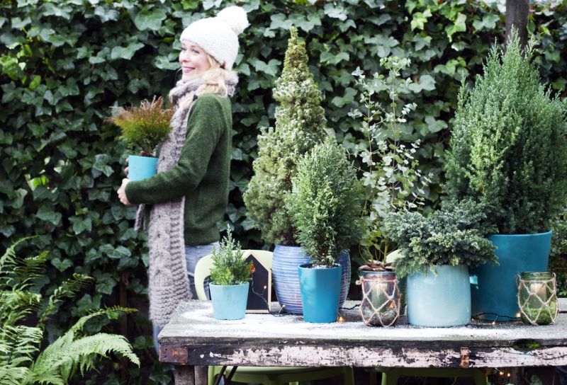 Tuinplant van de Maand januari: blauwe coniferen