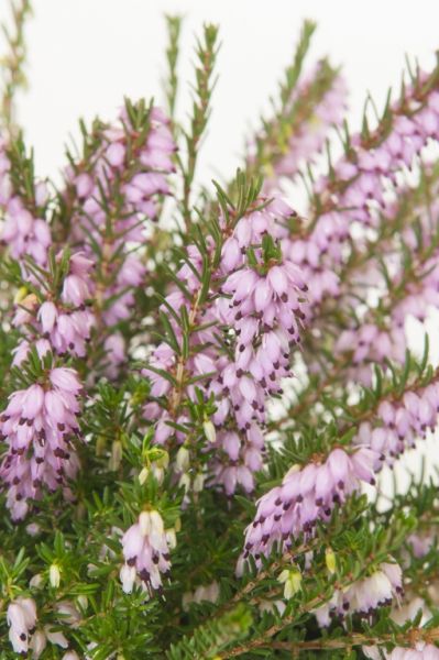 Tuinplant van de maand januari: Winterheide