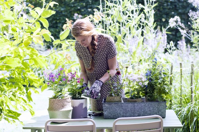 Tuinplant van de Maand juni: Zomerbloeiende vaste planten