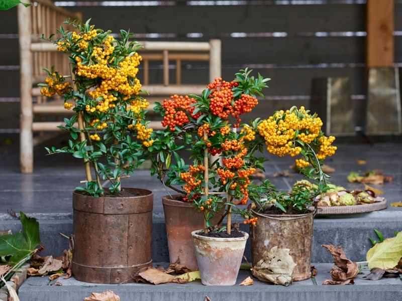 Tuinplant van de maand oktober: Vuurdoorn