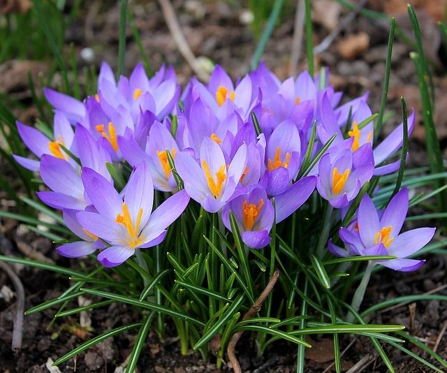 Tuintips september: bloembollen mogen weer de grond in!