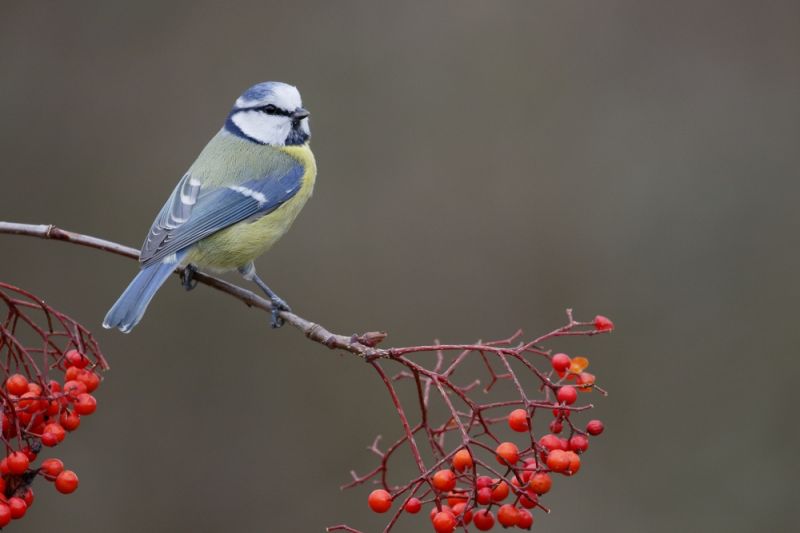 Vogels herkennen