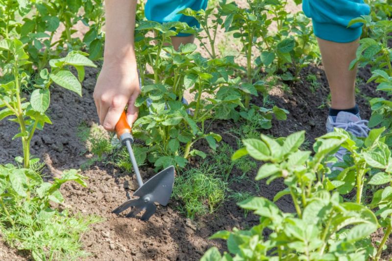 Zaaien en planten in juli